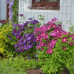 Клематис Юлька