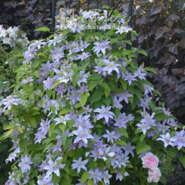 Клематис Джуста / Юста