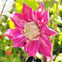 Клематис Кайзер