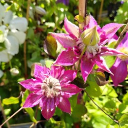 Клематис Кайзер