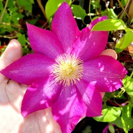 Клематис Какио / Пинк Шампань