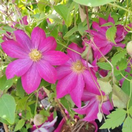 Клематис Какио / Пинк Шампань