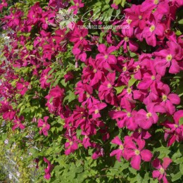 Клематис Криспина