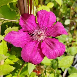 Клематис Криспина