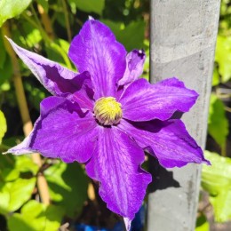 Клематис Лазурштерн / Этуаль д'Азур