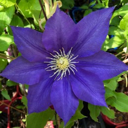 Клематис Лазурштерн / Этуаль д'Азур