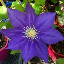 Клематис Лазурштерн / Этуаль д'Азур