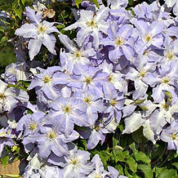 Клематис Лех Валенса