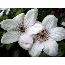 Клематис Мать Урсула Ледуховска