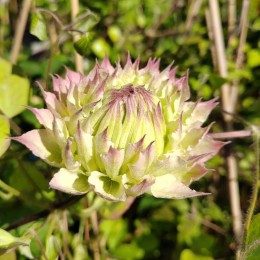 Клематис Мидори