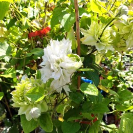 Клематис Мидори