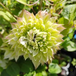 Клематис Мидори