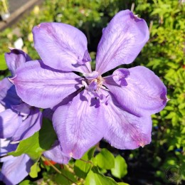 Клематис Миссис Чолмондели