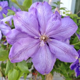 Клематис Миссис Чолмондели