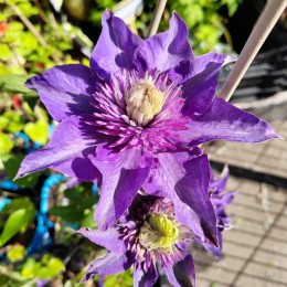 Клематис Мульти Блю