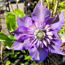Клематис Мульти Блю
