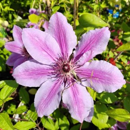 Клематис Нелли Мозер