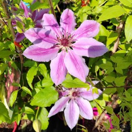 Клематис Нелли Мозер