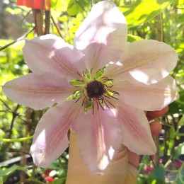 Клематис Нелли Мозер