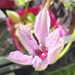 Клематис Нелли Мозер