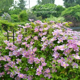 Клематис Пиилу