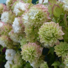 Клематис Сен-но-Казе