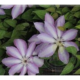 Клематис Серафина