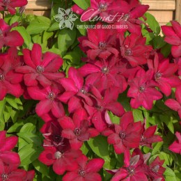 Клематис Солидарность