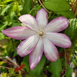 Клематис Тае