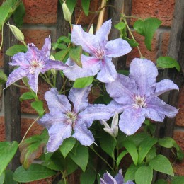 Клематис Текса