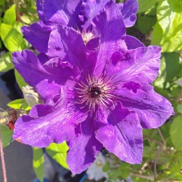 Клематис Президент