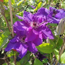 Клематис Президент