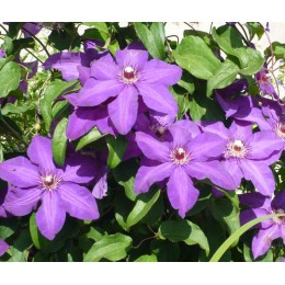 Клематис Президент