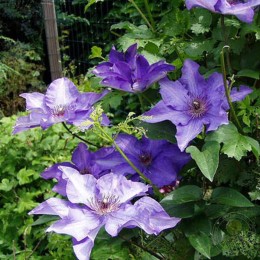 Клематис Президент