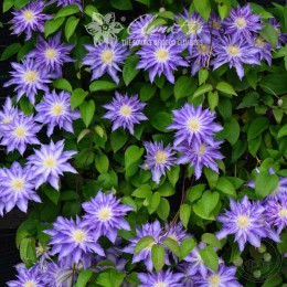 Клематис Тирислунд