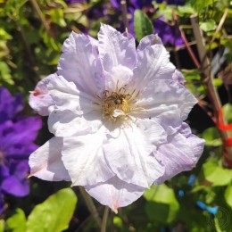 Клематис Вероника Чойс