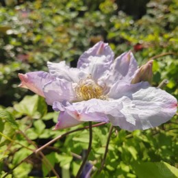 Клематис Вероника Чойс