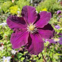 Клематис Варшавска Найк / Варшавская Ночь