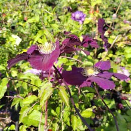 Клематис Варшавска Найк / Варшавская Ночь