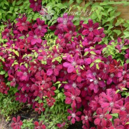 Клематис Вестерплатте