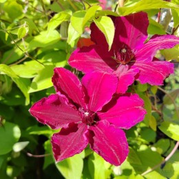 Клематис Вестерплатте