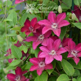 Клематис Перида