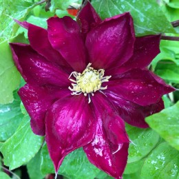 Клематис Хоши-но-Фламенко