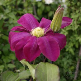 Клематис Хоши-но-Фламенко