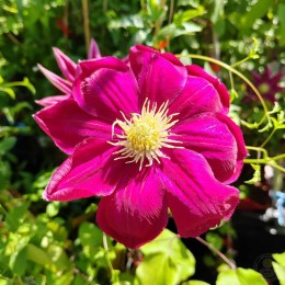 Клематис Хоши-но-Фламенко