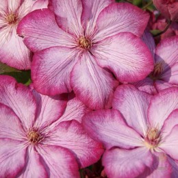 Клематис Либерти