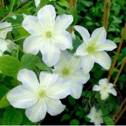Клематис Юкикомаши