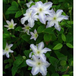 Клематис Юкикомаши