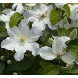 Клематис Юкикомаши