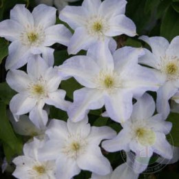 Клематис Юкикомаши